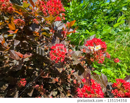 Floral Symphony A Riot of Colors in the Botanical Garden Floral Symphony A Riot of Colors in the Botanical Garden 135154358
