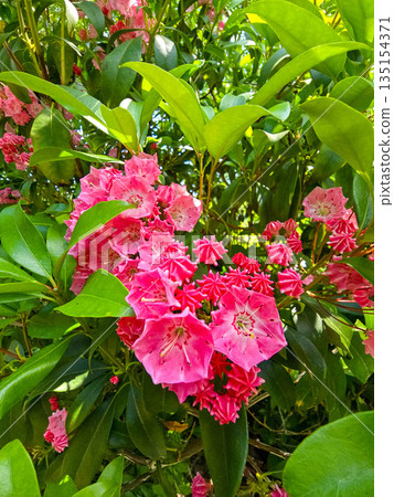 Floral Symphony A Riot of Colors in the Botanical Garden Floral Symphony A Riot of Colors in the Botanical Garden 135154371