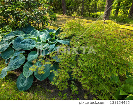 Botanical Elegance Vibrant Flowers and Lush Greenery in a Botanical Garden 135154455