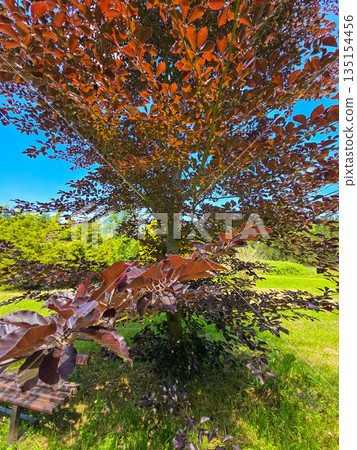Botanical Elegance Vibrant Flowers and Lush Greenery in a Botanical Garden 135154456