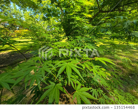Botanical Elegance Vibrant Flowers and Lush Greenery in a Botanical Garden Botanical Elegance Vibrant Flowers and Lush Greenery in a Botanical Garden 135154468