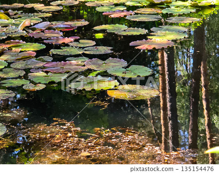 Frog Princes Toads on Lily Pads in Natural Habitat 135154476