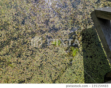 Swamp Symphony Frogs in Their Natural Wetland Habitat  135154483