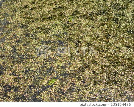 Swamp Symphony Frogs in Their Natural Wetland Habitat  135154486