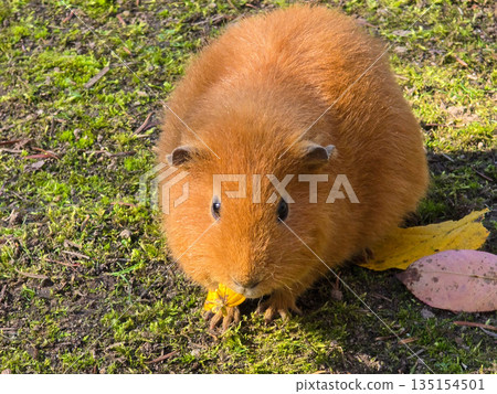 Two guinea pigs on green grass in autumn Two guinea pigs on green grass in autumn 135154501