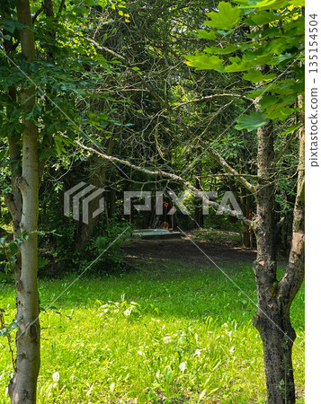 Enchanted Botanical Garden A Symphony of Colors and Greenery Enchanted Botanical Garden A Symphony of Colors and Greenery 135154504
