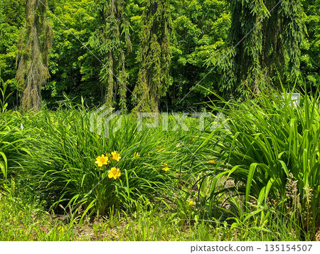 Paradise Oasis Blooming Botanical Garden in Sunlight Paradise Oasis Blooming Botanical Garden in Sunlight 135154507