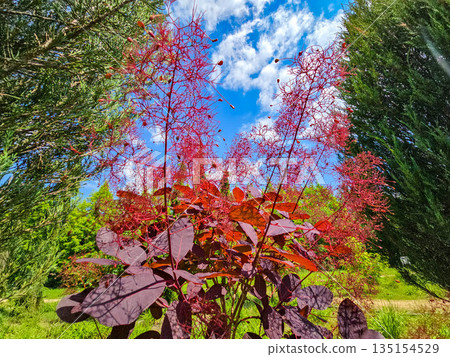 Paradise Oasis Blooming Botanical Garden in Sunlight 135154529
