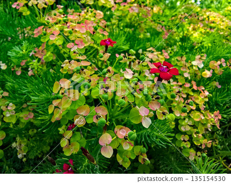 Botanical Paradise Lush Garden Splendor Botanical Paradise Lush Garden Splendor 135154530