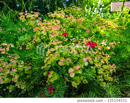 Botanical Paradise Lush Garden Splendor 135154531