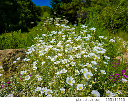 Botanical Paradise Lush Garden Splendor 135154533