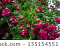 Red Roses Rose Garden 135154551