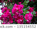 Red Roses Rose Garden 135154552