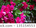 Red Roses Rose Garden 135154553