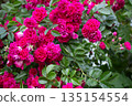 Red Roses Rose Garden 135154554