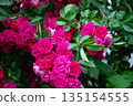 Red Roses Rose Garden 135154555