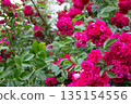 Red Roses Rose Garden 135154556