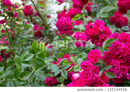 Red Roses Rose Garden 135154556