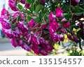 Red Roses Rose Garden 135154557