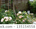 White Roses Rose Garden 135154558