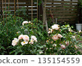 White Roses Rose Garden 135154559