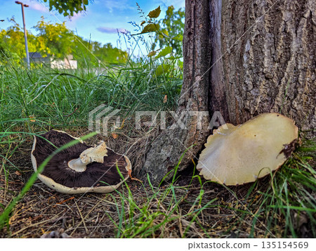 Forest Mushrooms in Natural Habitat Forest Mushrooms in Natural Habitat 135154569