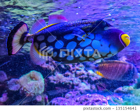 Clown triggerfish Balistoides conspicillum swimming in a coral reef aquarium. 135154641