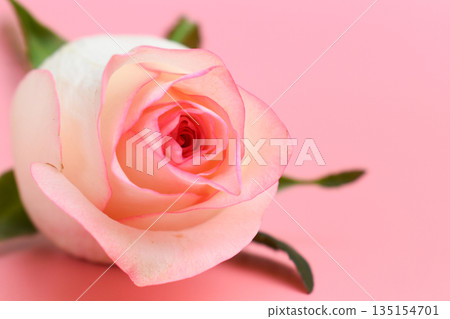 beautiful pastel rose flower on pink background, valentine day 135154701
