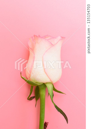 beautiful pastel rose flower on pink background, valentine day 135154703
