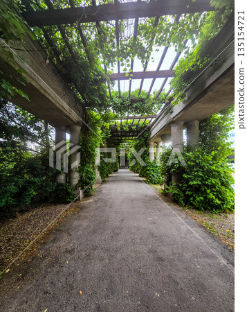 Concrete Tunnel Covered in Lush Ivy Concrete Tunnel Covered in Lush Ivy 135154721