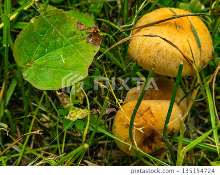 Wild Meadow Mushrooms in Natural Habitat 135154724