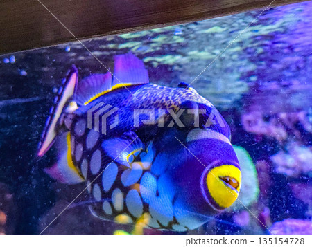 Clown triggerfish Balistoides conspicillum swimming in a coral reef aquarium. 135154728