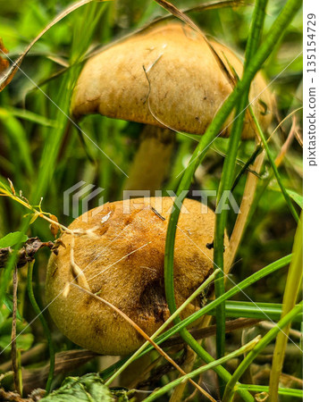 Wild Meadow Mushrooms in Natural Habitat 135154729