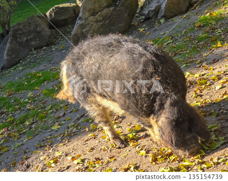 Mangalica woolly pig digging in autumn soil Mangalica woolly pig digging in autumn soil 135154739