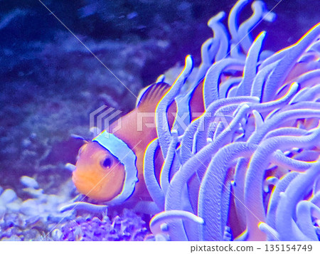 Orange clownfish Amphiprion hiding among anemone tentacles. Orange clownfish Amphiprion hiding among anemone tentacles. 135154749