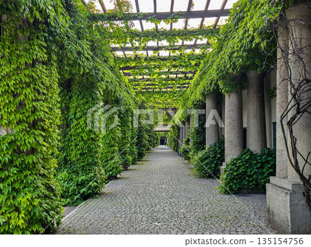 Concrete Tunnel Covered in Lush Ivy Concrete Tunnel Covered in Lush Ivy 135154756