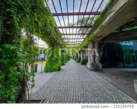 Concrete Tunnel Covered in Lush Ivy Concrete Tunnel Covered in Lush Ivy 135154759