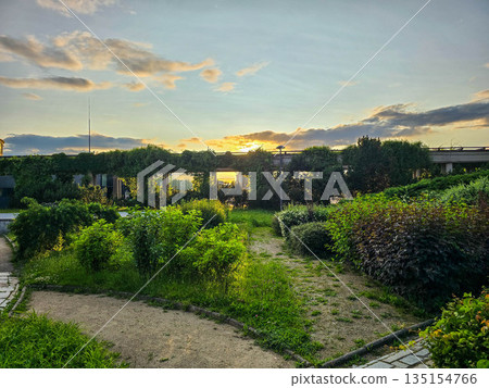 Lush Garden Greenery Bushes and Trees 135154766