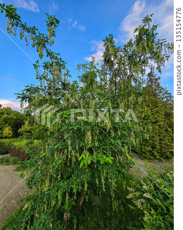 Lush Garden Greenery Bushes and Trees 135154776
