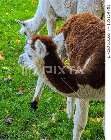 Group of fluffy alpacas grazing on a green autumn pasture with fallen leaves. Group of fluffy alpacas grazing on a green autumn pasture with fallen leaves. 135154783