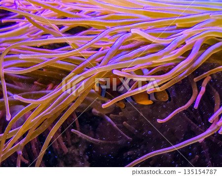 Orange clownfish Amphiprion hiding among anemone tentacles. Orange clownfish Amphiprion hiding among anemone tentacles. 135154787