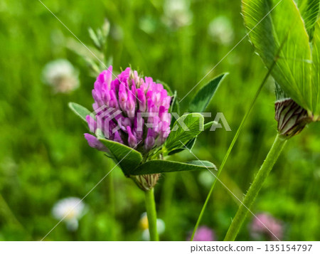 Summer Flower Beds in Full Bloom Summer Flower Beds in Full Bloom 135154797