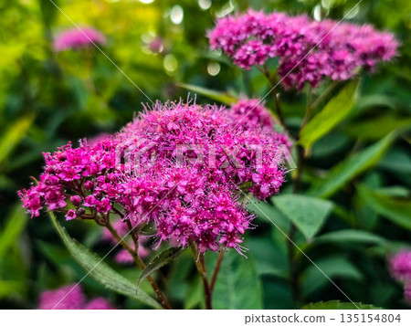 Summer Flower Beds in Full Bloom 135154804