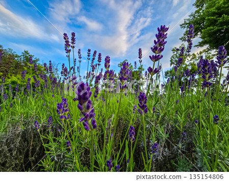 Blooming Lavender Field lavender purple flowers Blooming Lavender Field lavender purple flowers 135154806