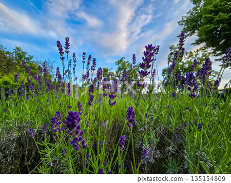Blooming Lavender Field lavender purple flowers Blooming Lavender Field lavender purple flowers 135154809