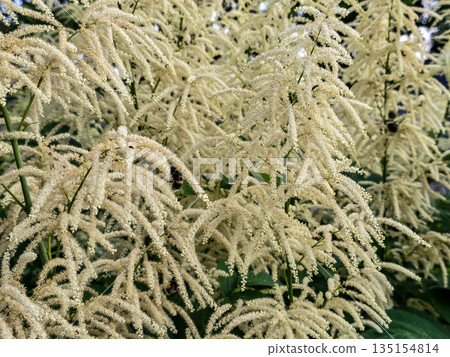 White Fluffy Blossom Bushes white flowers 135154814
