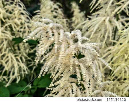 White Fluffy Blossom Bushes white flowers White Fluffy Blossom Bushes white flowers 135154820