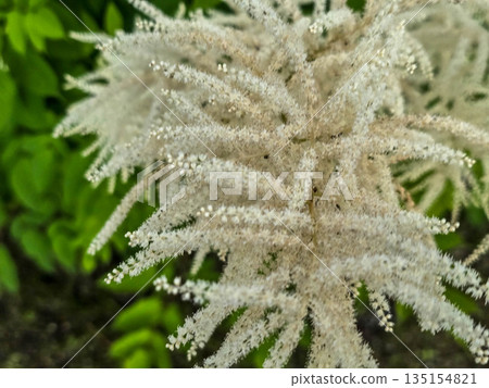 White Fluffy Blossom Bushes white flowers White Fluffy Blossom Bushes white flowers 135154821