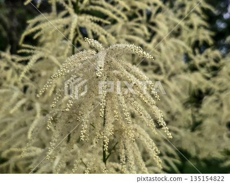White Fluffy Blossom Bushes white flowers White Fluffy Blossom Bushes white flowers 135154822
