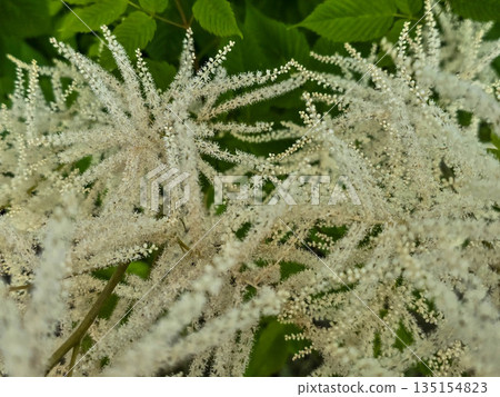 White Fluffy Blossom Bushes white flowers White Fluffy Blossom Bushes white flowers 135154823